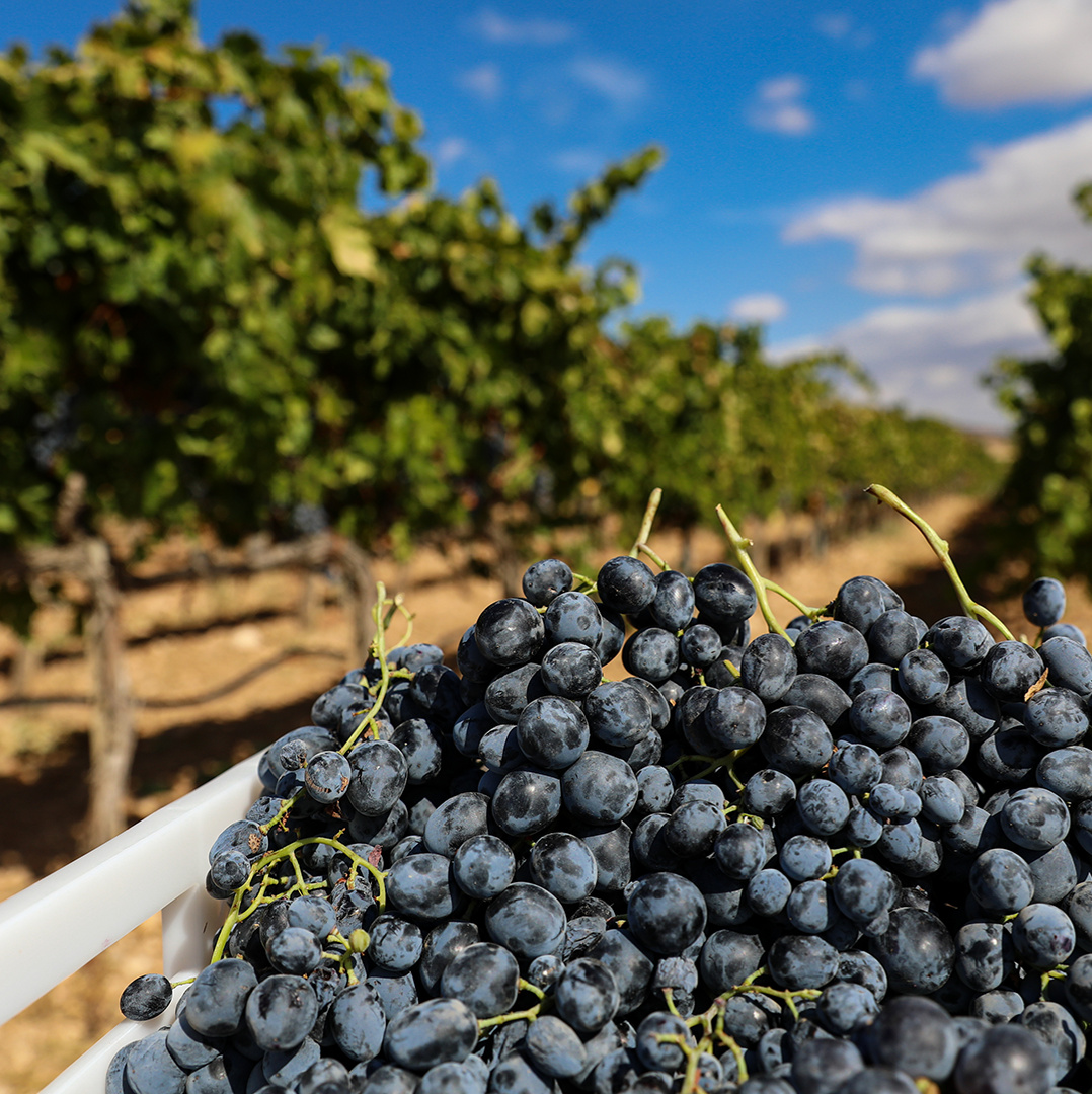 Grape Harvesting Festival in Ancient Vineyards