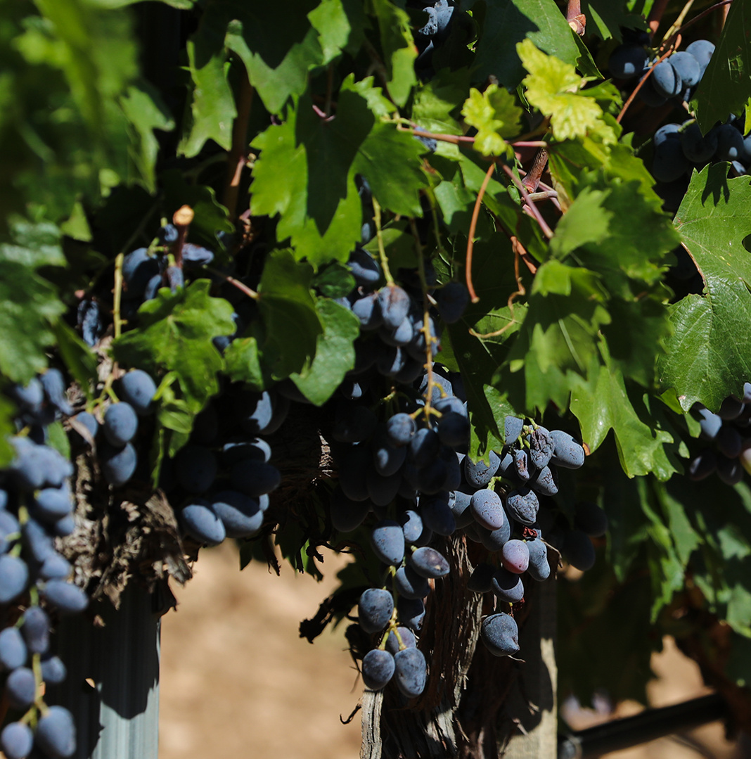Harvesting of Okuzgozu and Bogazkere Has Started