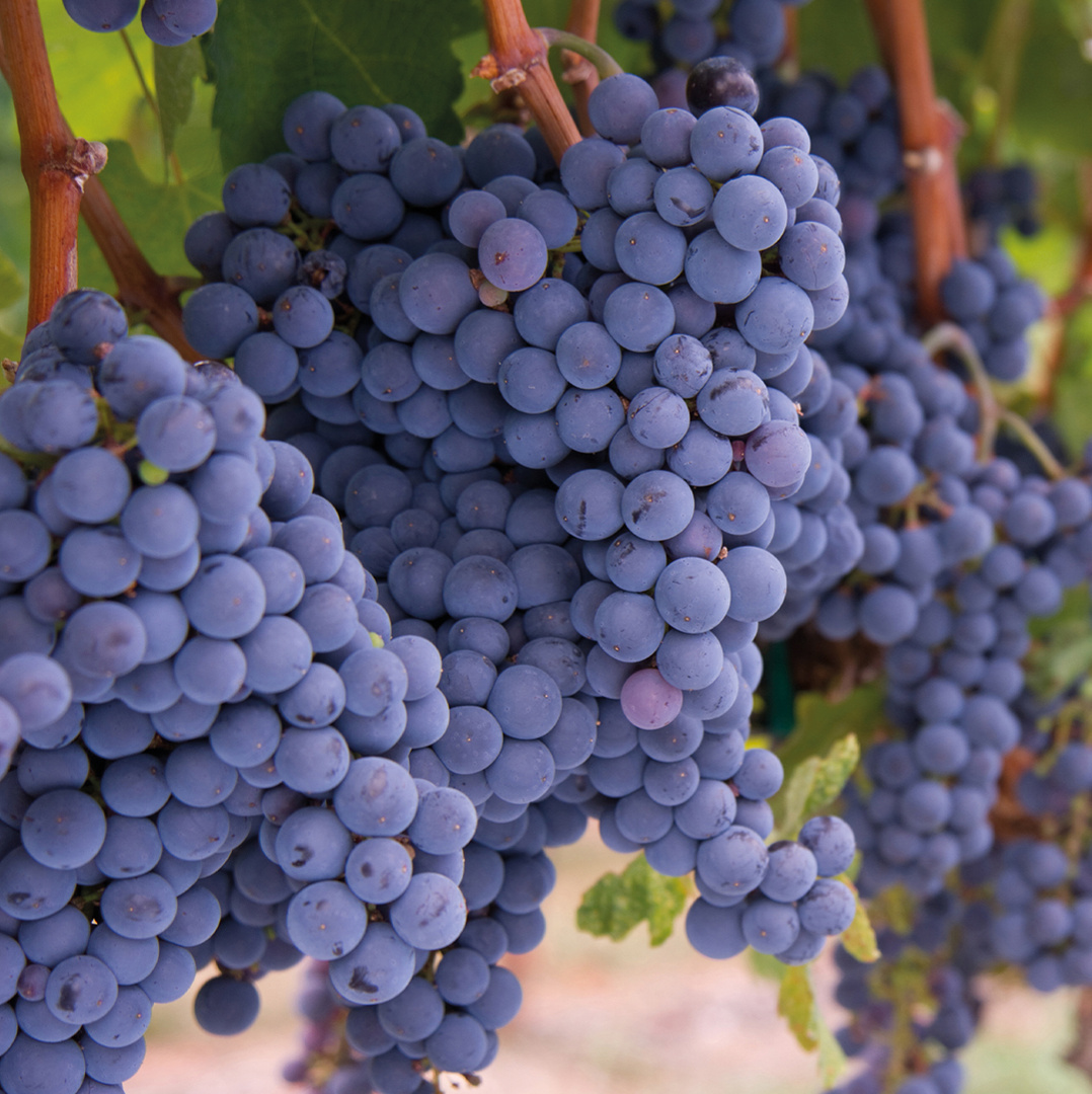 Harvest Thrill By Kayra, In Fertile Vineyards