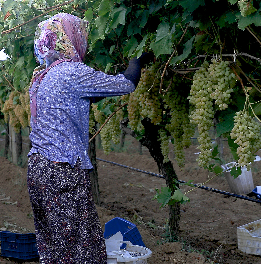 Seasonal Workers In Manisa With Sanitation Packages