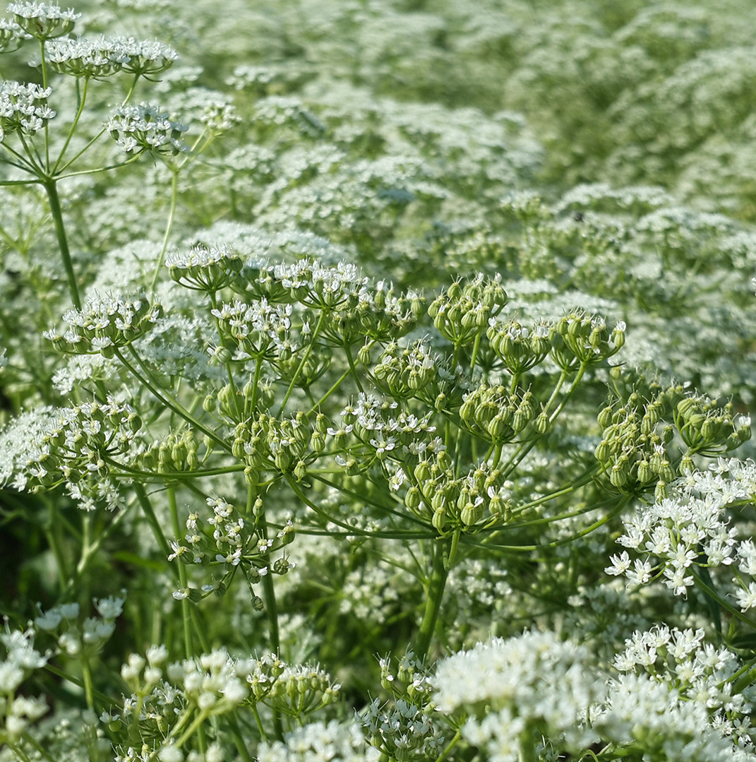 Mey|Diageo Has Published Its 2nd Sustainability Report