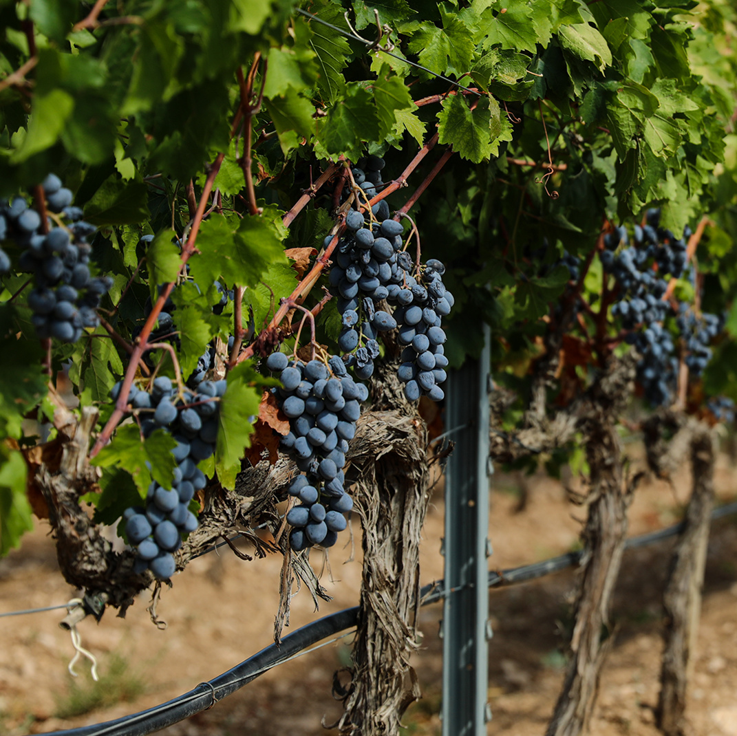 The Grape Harvesting by Mey I Diageo Has Started Off